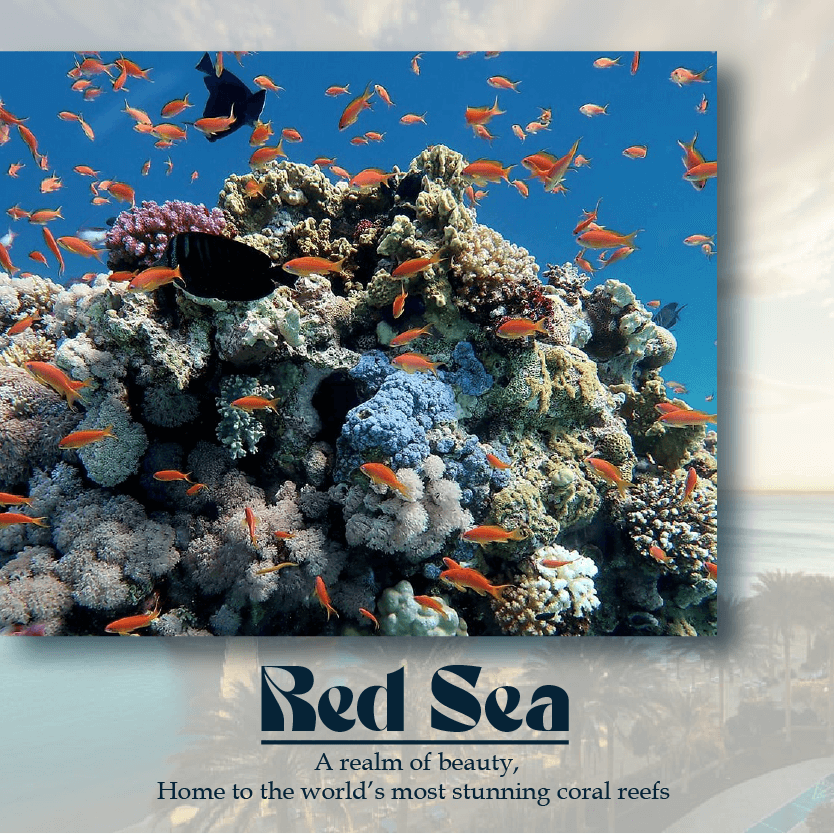 ../../../../../assets/images/destination/red-sea.png